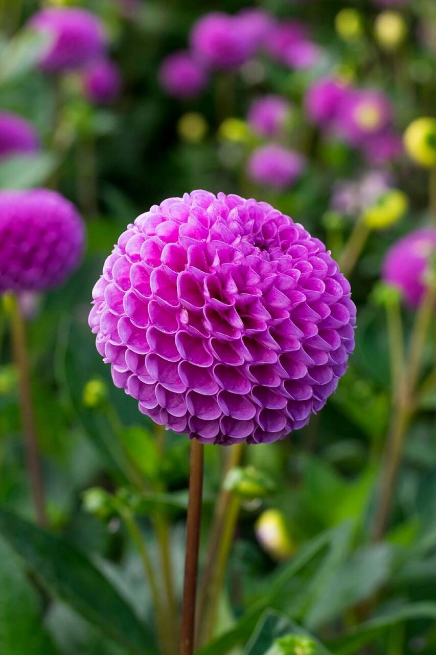 Franz Kafka Pompon Dahlia - Dark Pink Blooms - #1 Size Root Clump